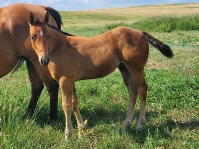Paddys Gin Mars jW <BR> AQHA 6370876